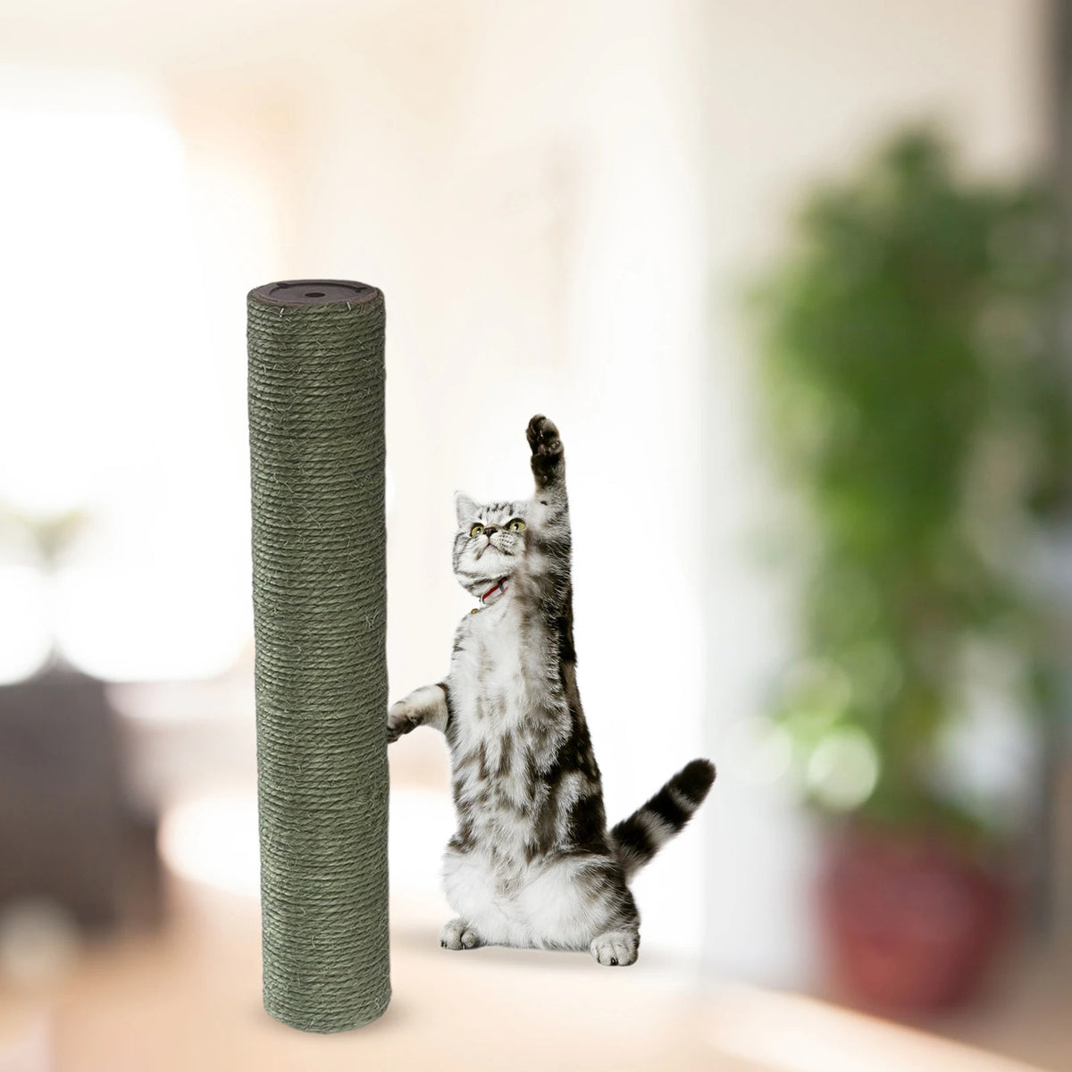 Griffoir chat - POTEAUPOURCHAT™ - CHATS - Vert