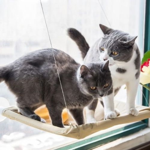 Hamac pour chat fenetre - Investissement pour le bien-être