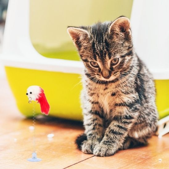 Jouet chat interactif - Des moments de jeu partagés pour une relation enrichie