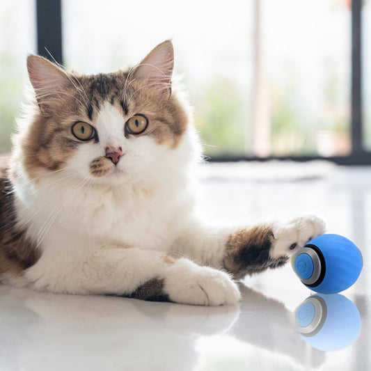 Jouet chat interactif - La solution qui transforme les journées de votre félin