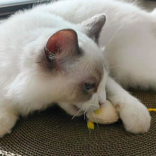 Jouet chat interactif - Un exercice physique essentiel contre l'obésité féline