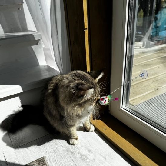 Jouet chat interactif - Votre tranquilité d'esprit et un félin heureux et épanoui