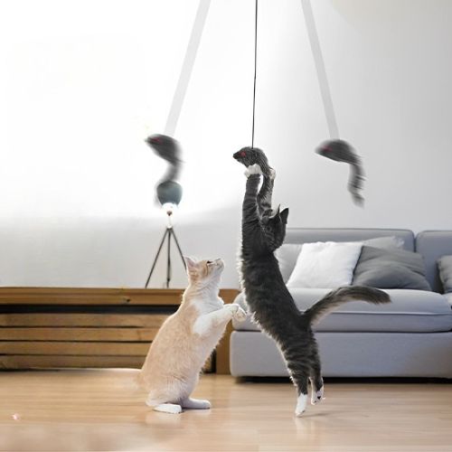 Jouet pour chat - Comment ce jouet pour chat transforme votre relation