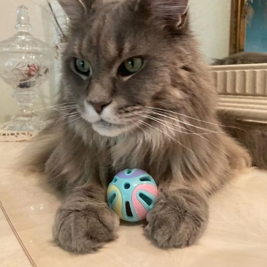 Jouet pour chat - Des moments complices qui vous rapprochent