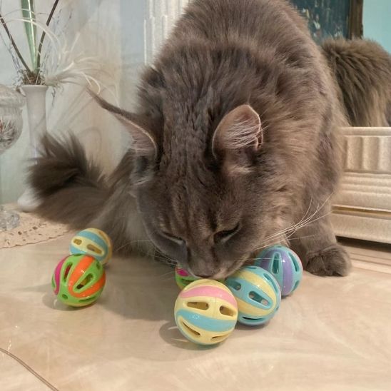 Jouet pour chat - La stimulation mentale qui transforme leur quotidien