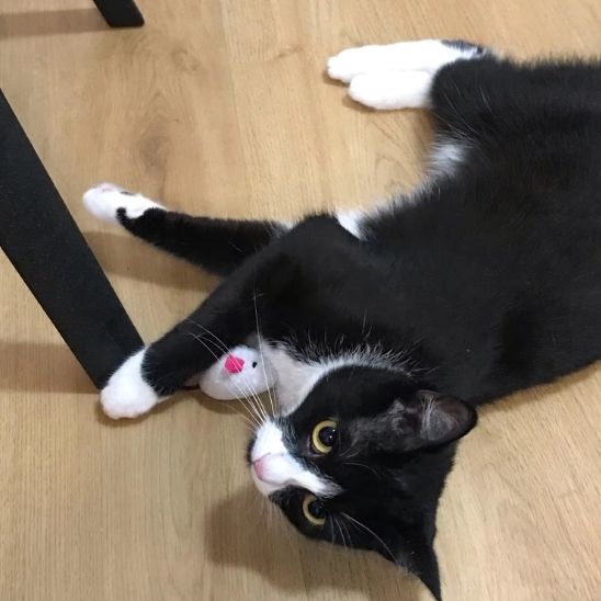 Jouet pour chat - Favorise l'exercice et prévient l'obésité féline