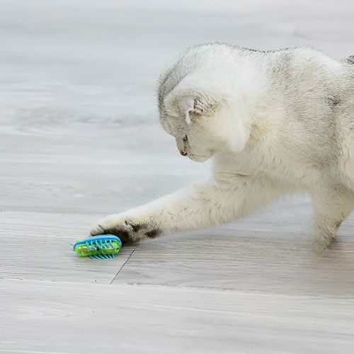 Jouet pour chat - Offrez-lui un jouet pour chat pour lui permettre d'exprimer ses instints de chasse