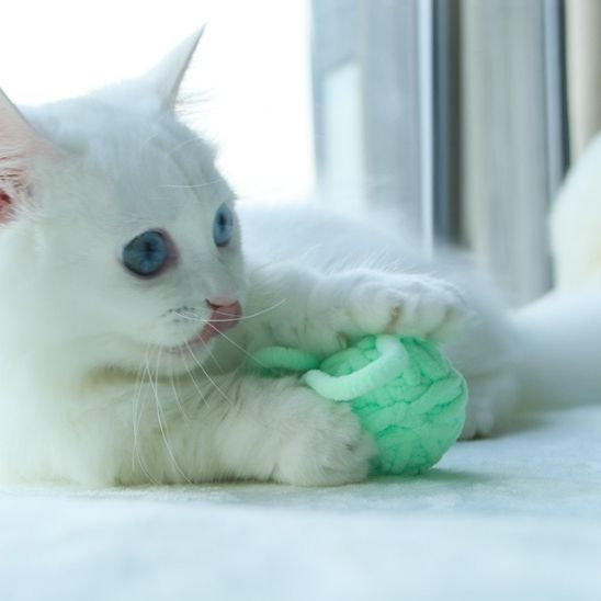Jouet pour chat - Offrez du bonheur au quotidien à votre félin