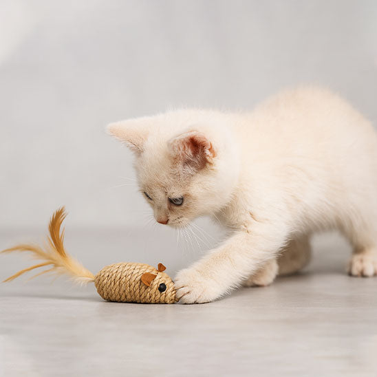 Jouet pour chat  - Réveille l'instinct chasseur
