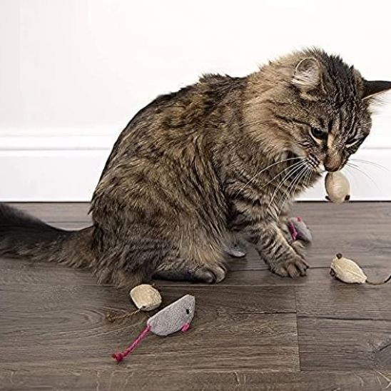 Jouet pour chat - Renforcez votre lien avec votre félin