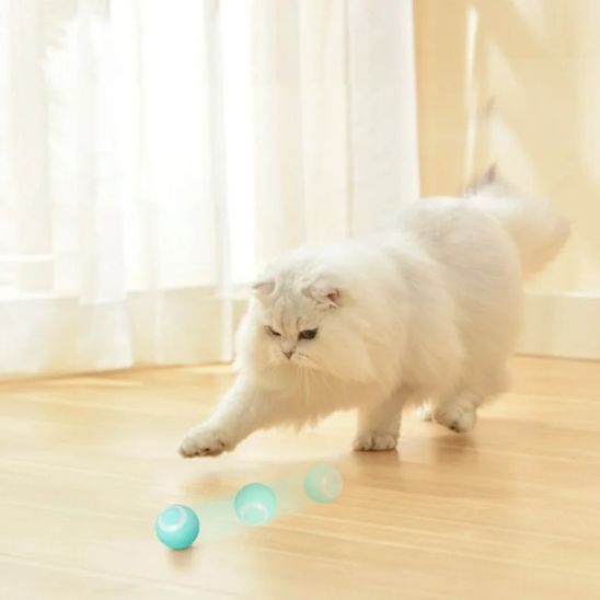 Jouet pour chat - Respecter le bien-être animal