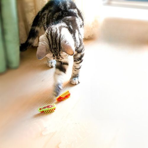 Jouet pour chat - Un lien renforcé entre vous et votre compagnon félin