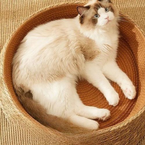 Panier osier chat - Confort et respirabilité