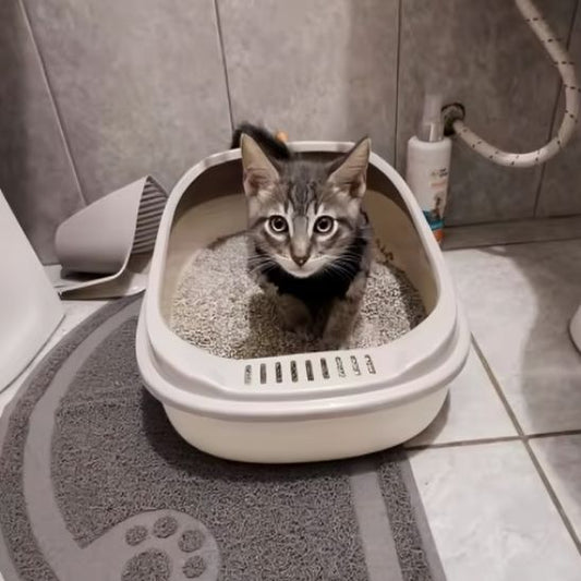Bac à litière pour chat - DINOSAUREPOURCHAT™ - CHATS