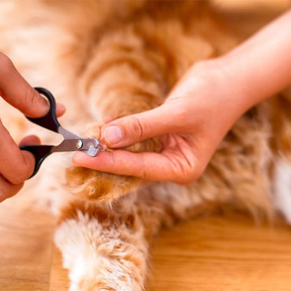 Coupe griffe chat - COUPACHAT™ - CHATS