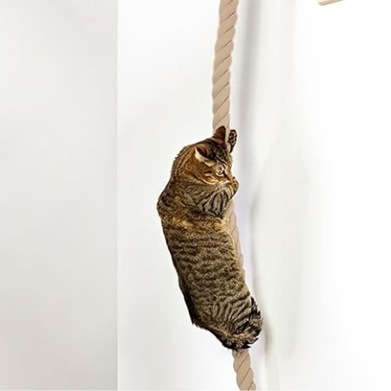 Griffoir chat - ESCALADEPOURCHAT™ - CHATS