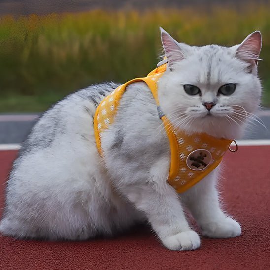 Harnais pour chat - SANGLACHAT™ - CHATS